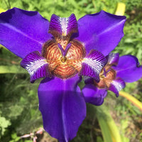Walking Iris Indigo Bue (Neomarica caerulea) - Ladybird Nursery