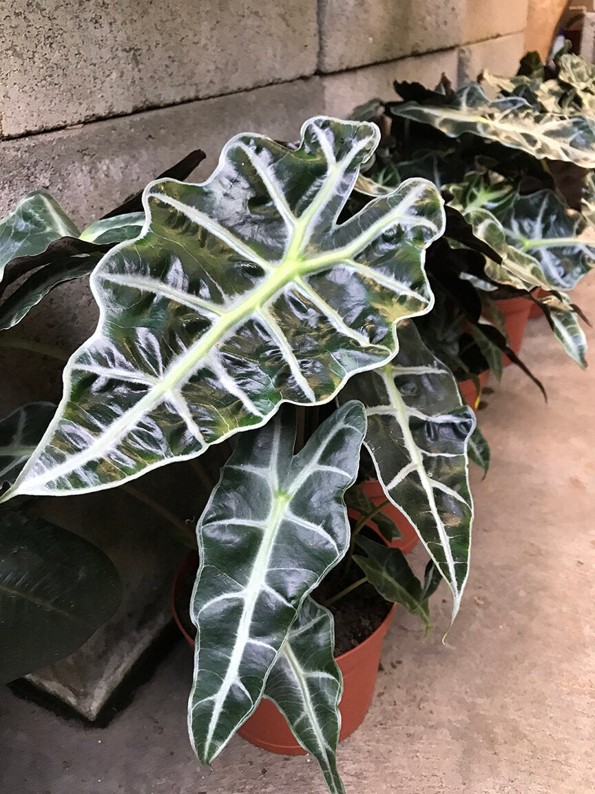 Boa Elephant Ear (Alocasia Boa)
