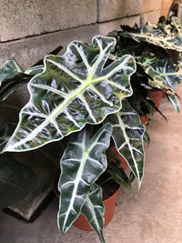 Boa Elephant Ear (Alocasia Boa)