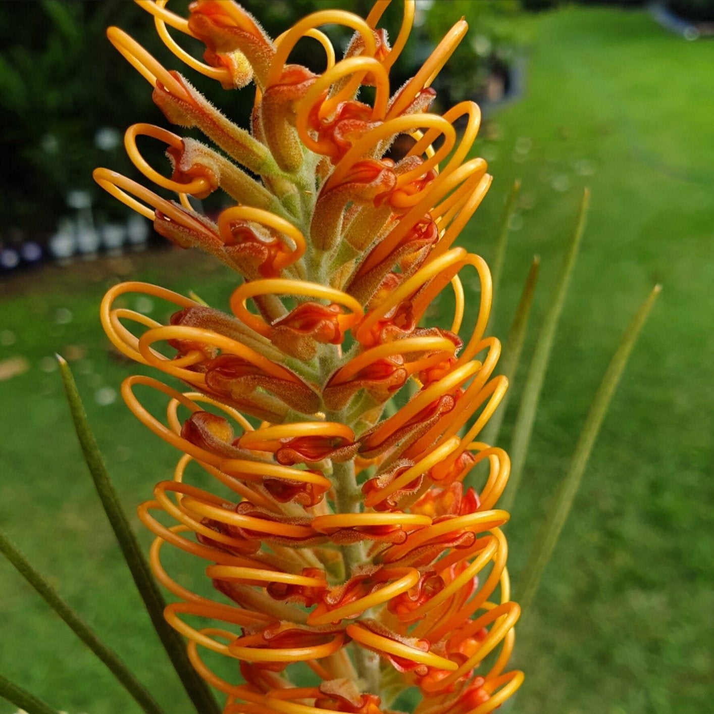 Grevillea Honey Barbara - Ladybird Nursery
