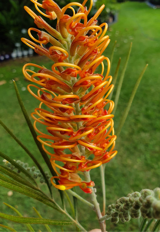 Grevillea Honey Barbara