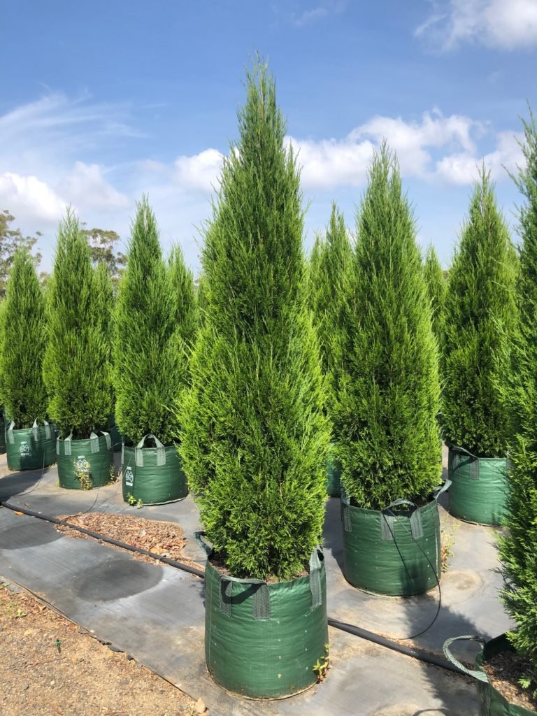Spartan Conifer (Juniperus chinensis) Advanced size 45Ltr (PICK UP ONLY) - Ladybird Nursery