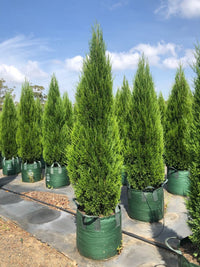 Spartan Conifer (Juniperus chinensis)