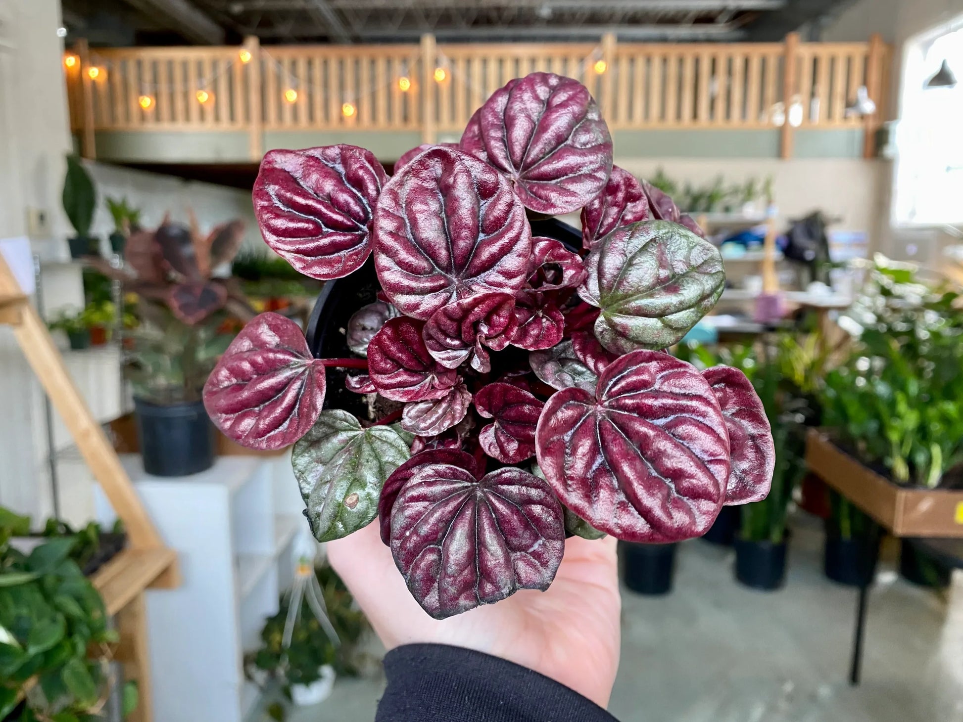 Peperomia Red (Peperomia schumi)
