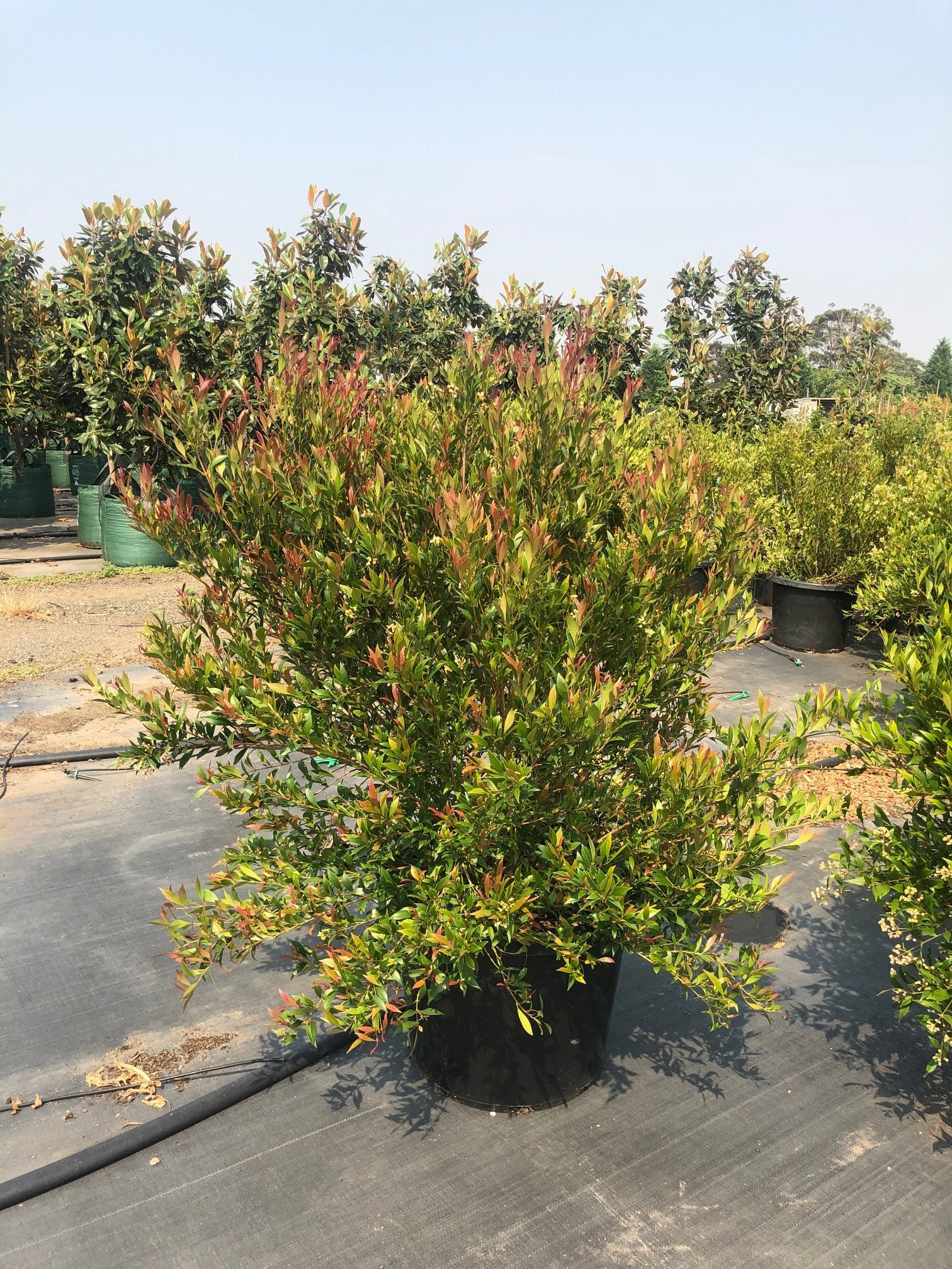 Lilly Pilly minor Cherry Surprise (Acmena smithii)