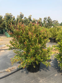 Lilly Pilly minor Cherry Surprise (Acmena smithii)