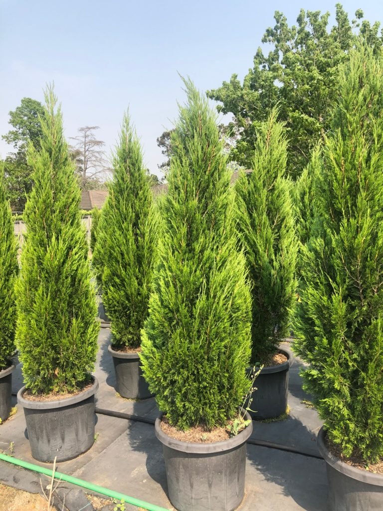 Spartan Conifer (Juniperus chinensis) Advanced size 45Ltr (PICK UP ONLY) - Ladybird Nursery