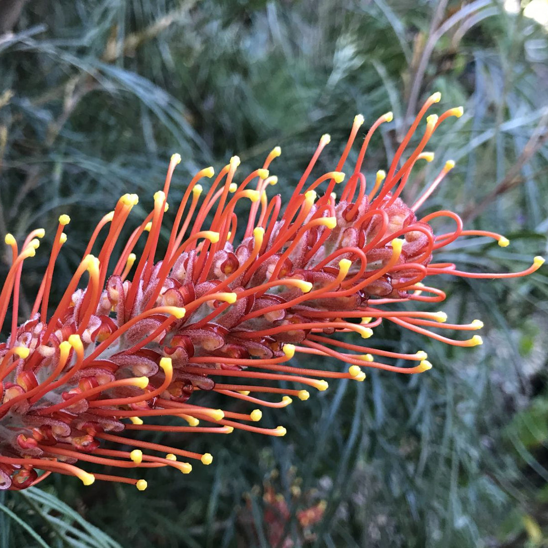 Grevillea Sunset Bronze - Ladybird Nursery