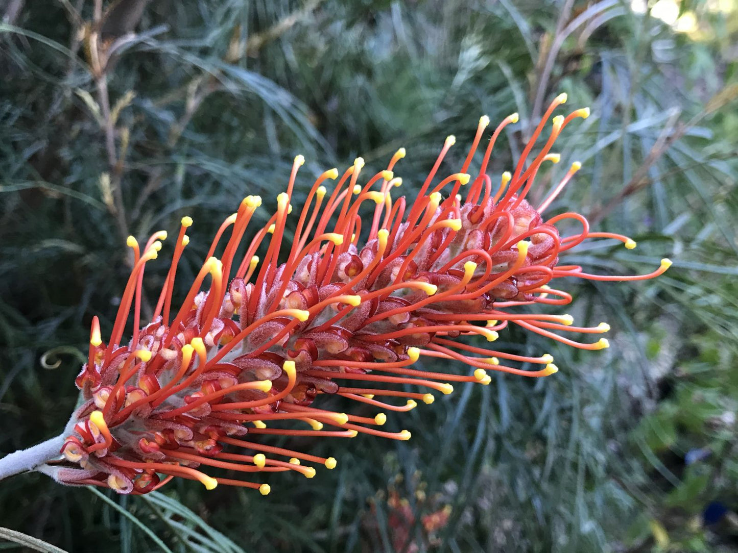 Grevillea Sunset Bronze