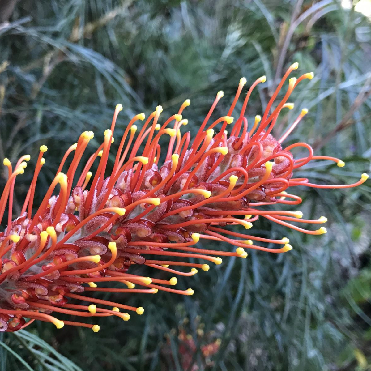 Grevillea Sunset Bronze - Ladybird Nursery