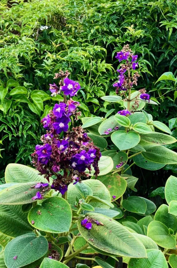 Tobouchina Kathleen (Tibouchina granulosa)