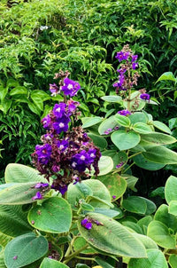 Tobouchina Kathleen (Tibouchina granulosa) - Ladybird Nursery