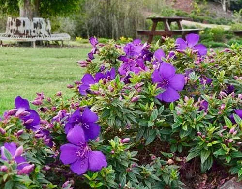 Tibouchina 'Jazzie'