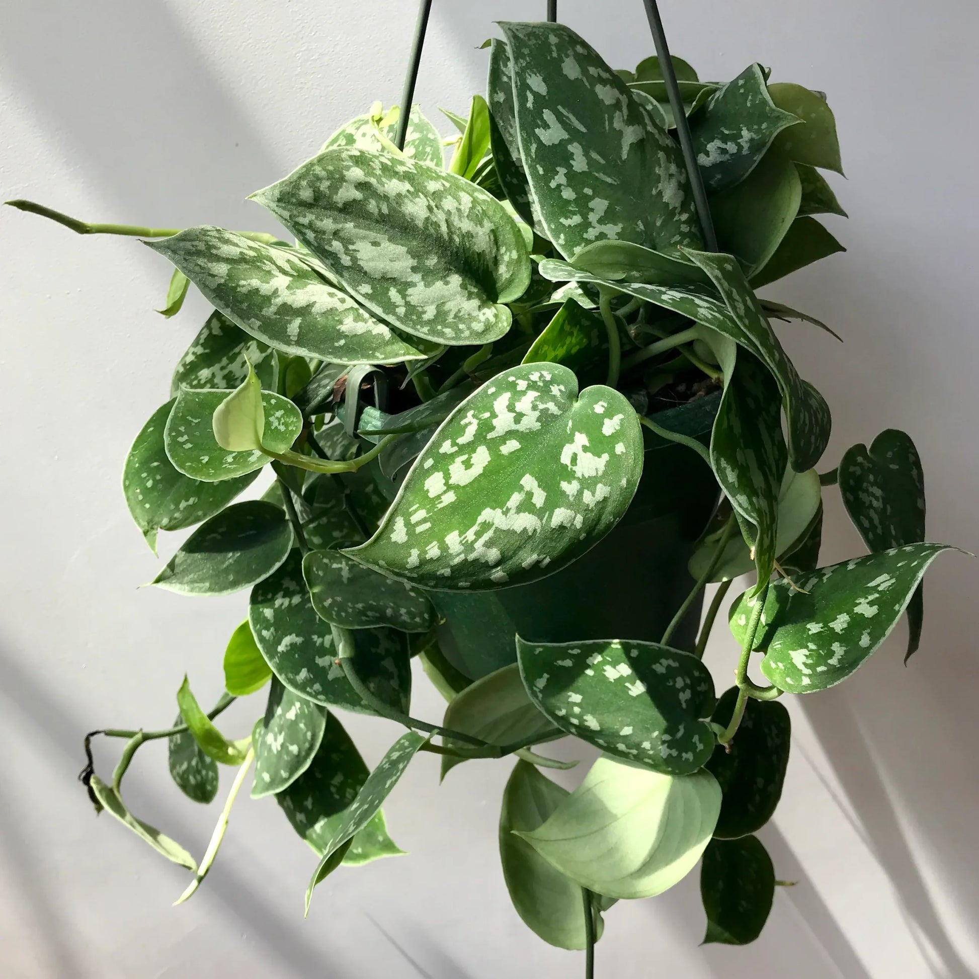 Satin Pothos argyraeus (Scindapsus pictus)