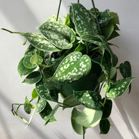 Satin Pothos argyraeus (Scindapsus pictus)