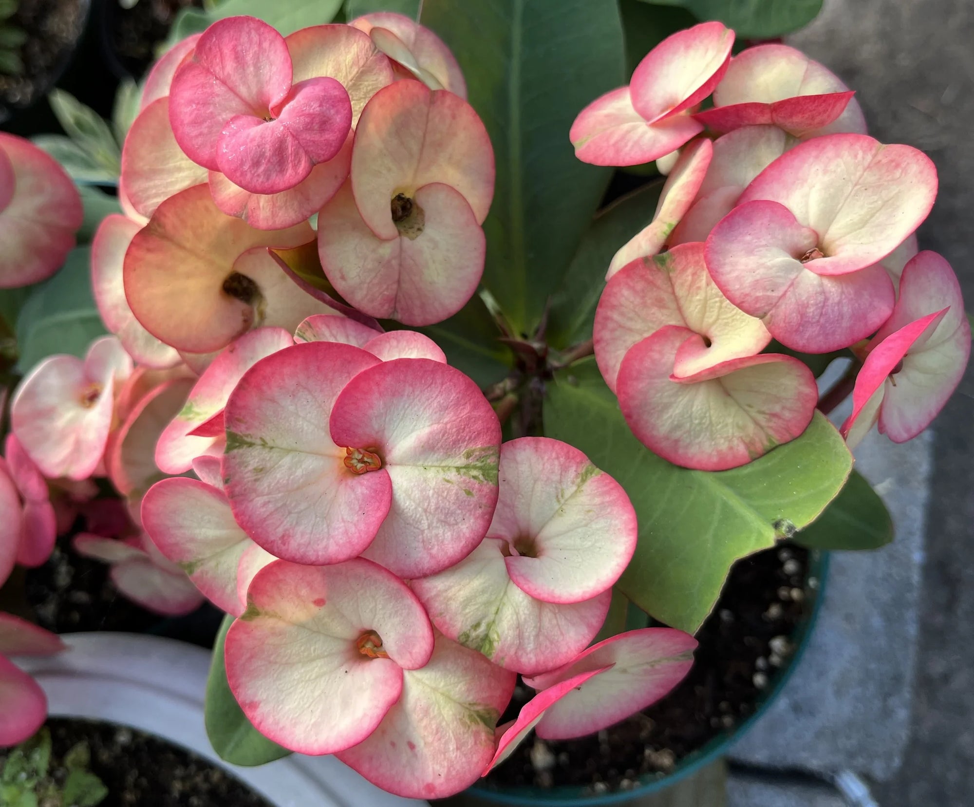 Hestia Crown of Thorns (Euphorbia milii) - Ladybird Nursery