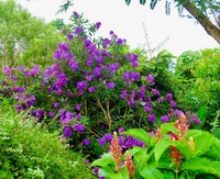Tobouchina Kathleen (Tibouchina granulosa)