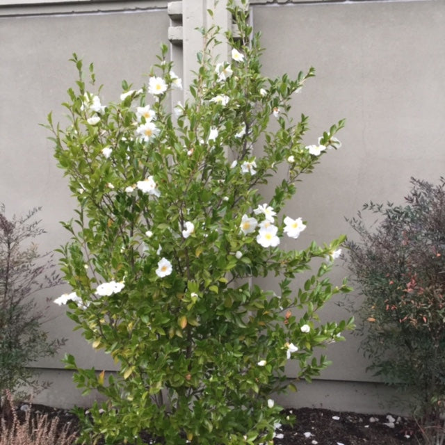 Sasanqua Camellia Setsugekka (Camellia sasanqua)