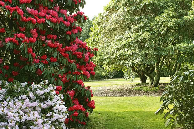 Rhododendron Sir Robert Peel - Ladybird Nursery
