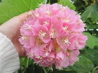 Tropical Hydrangea Pink (Dombeya wallichii)