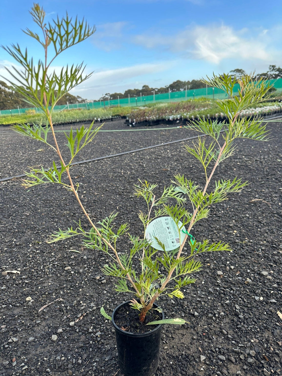 Grevillea 'Little Robyn' 140mm pot - Ladybird Nursery