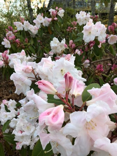 Rhododendron lilpese