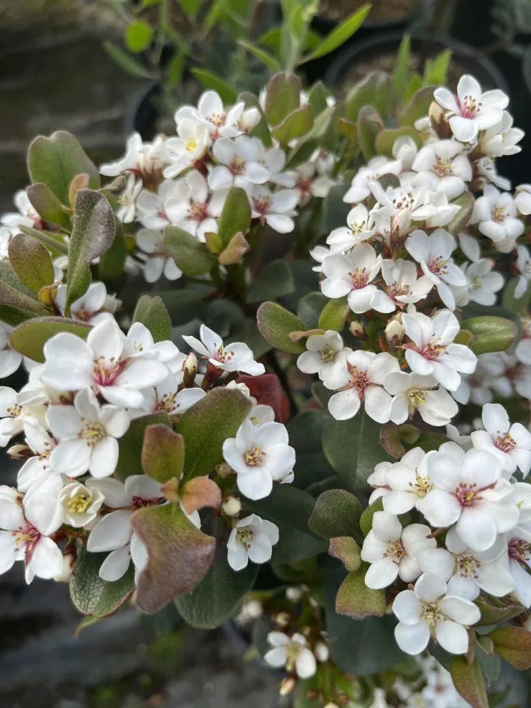 Rhaphiolepis umbellata