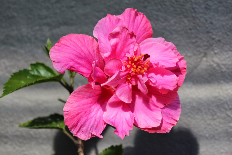 Chinese Hibiscus Powder Puff (Hibiscus rosa-sinensis)