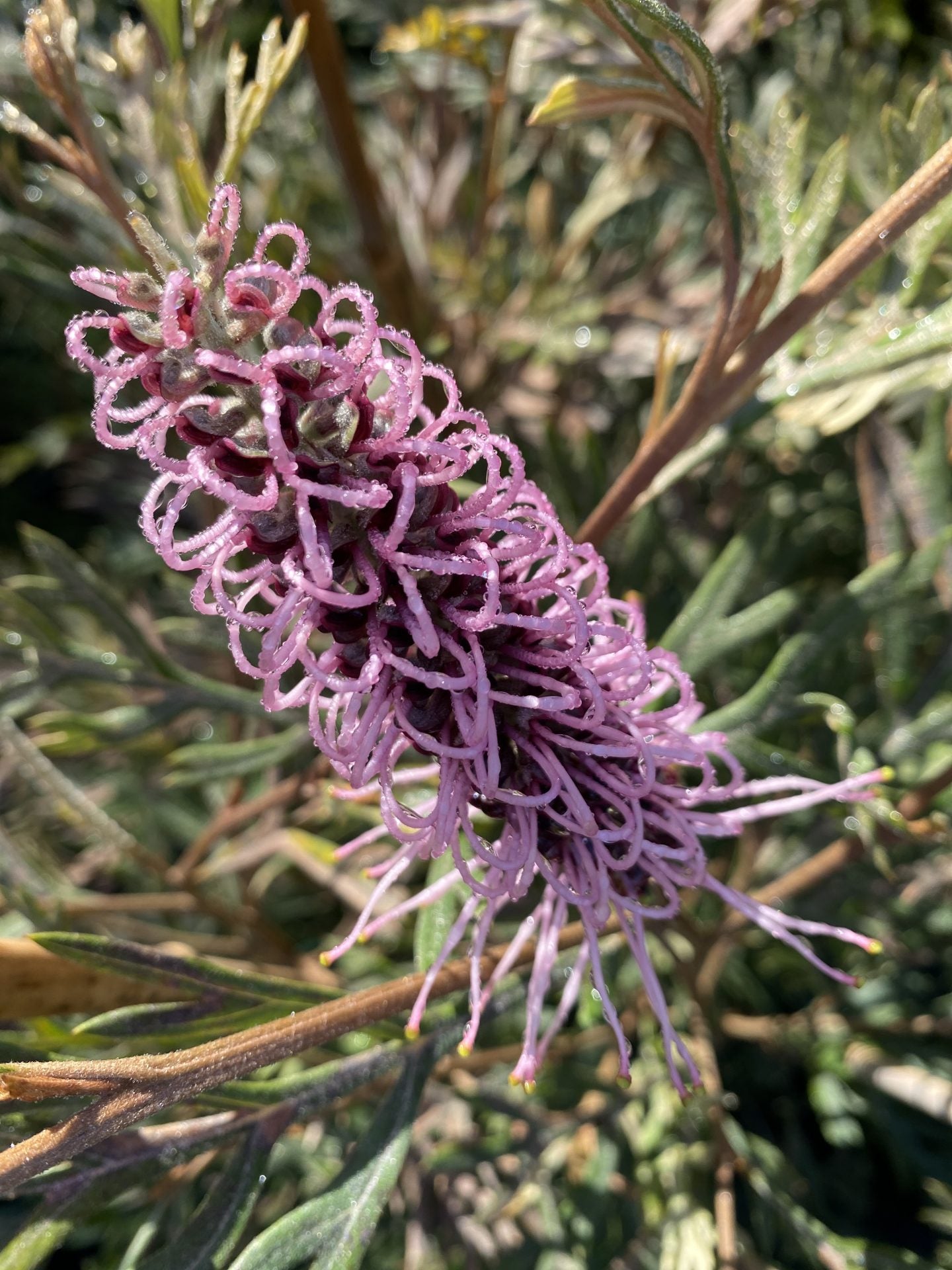 Grevillea 'Dorothy Gordon'