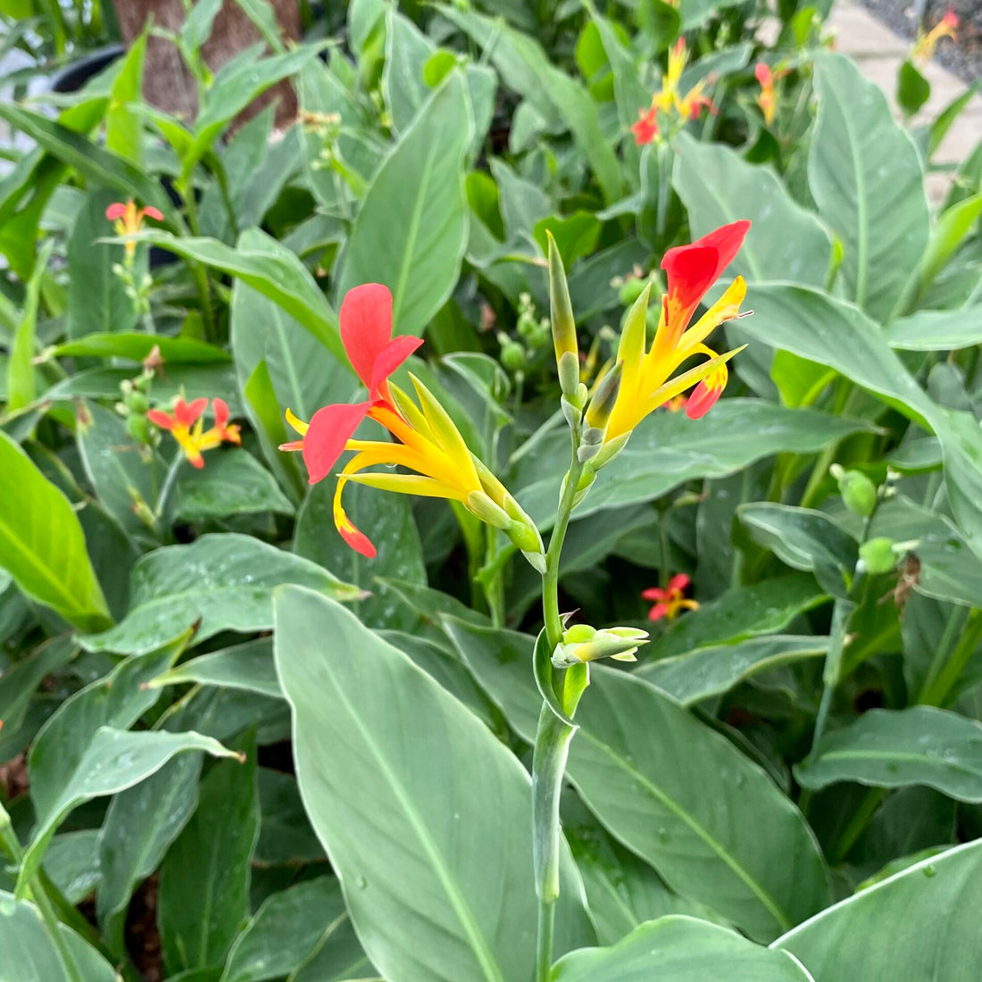 Indian Shot (Canna indica) - Ladybird Nursery