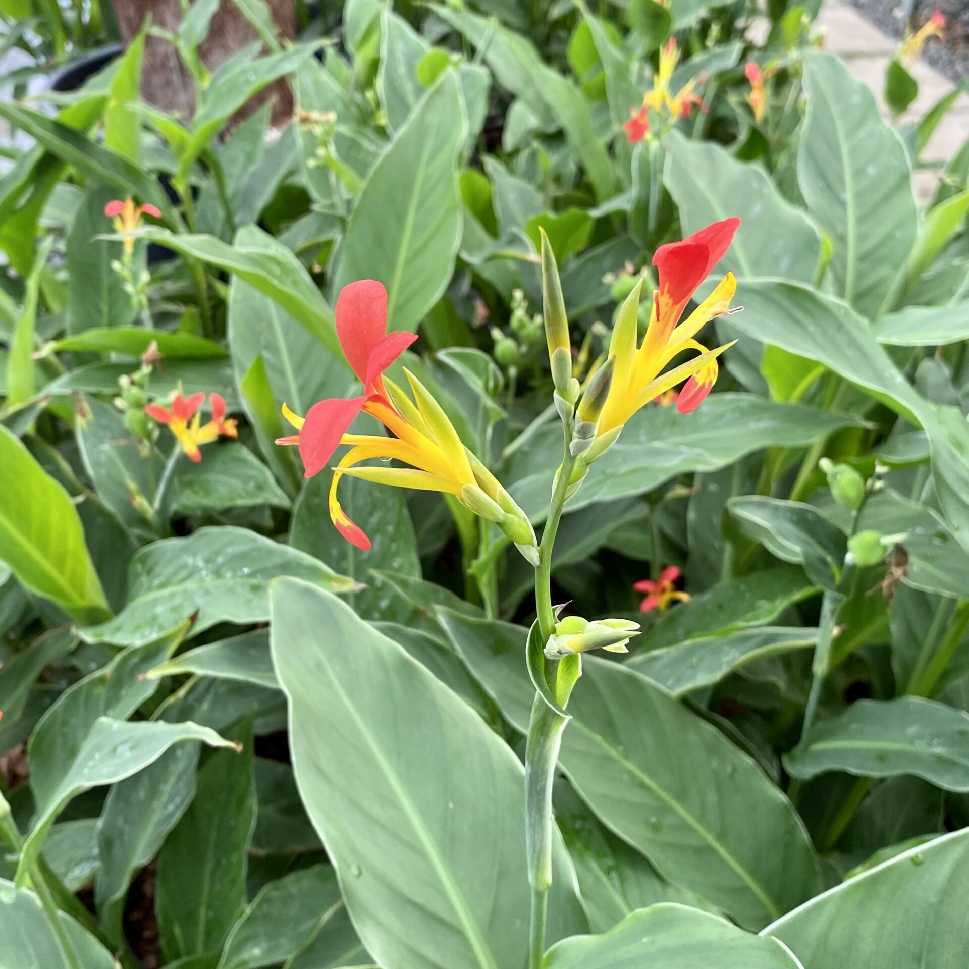 Indian Shot (Canna indica)
