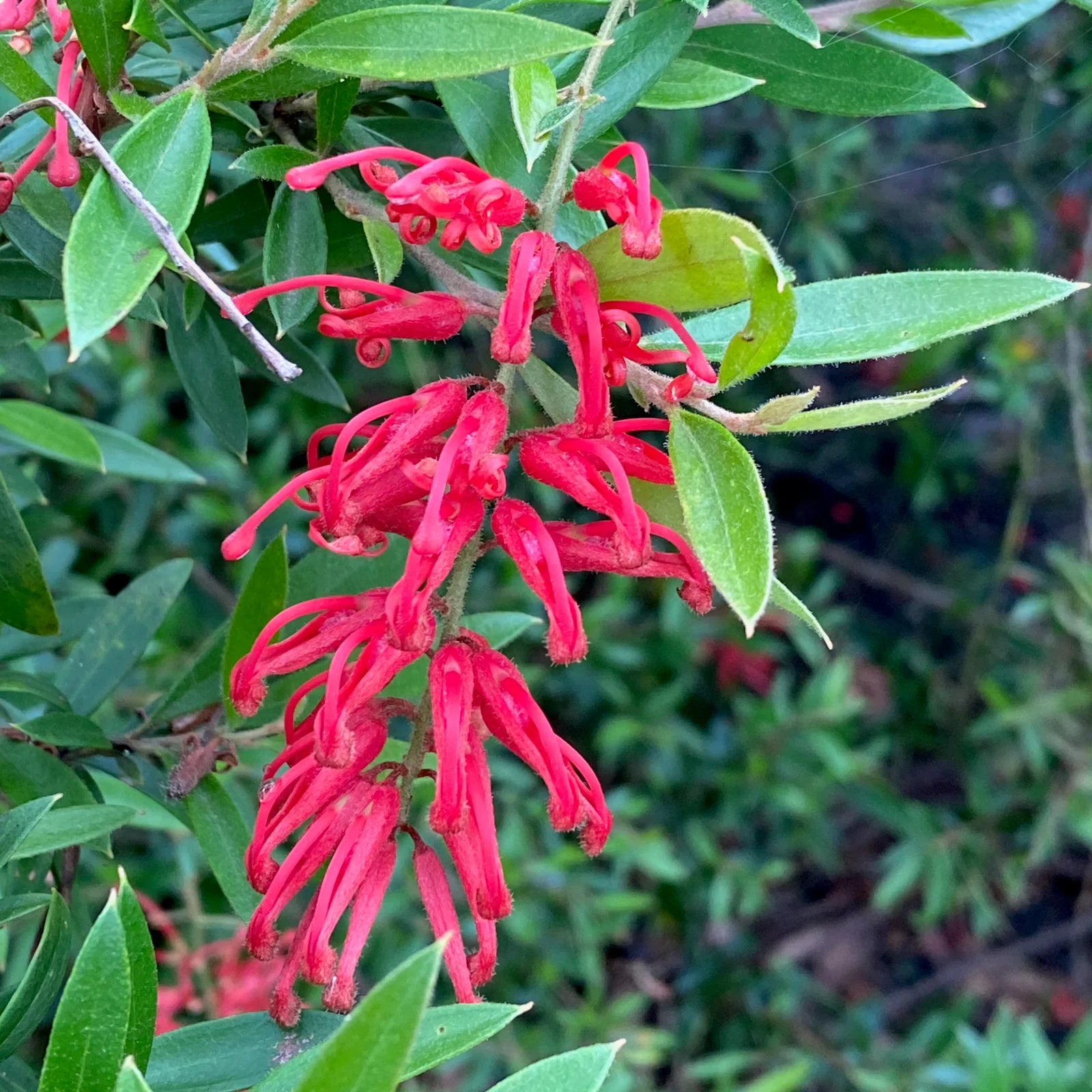 Grevillea Lady O - Ladybird Nursery