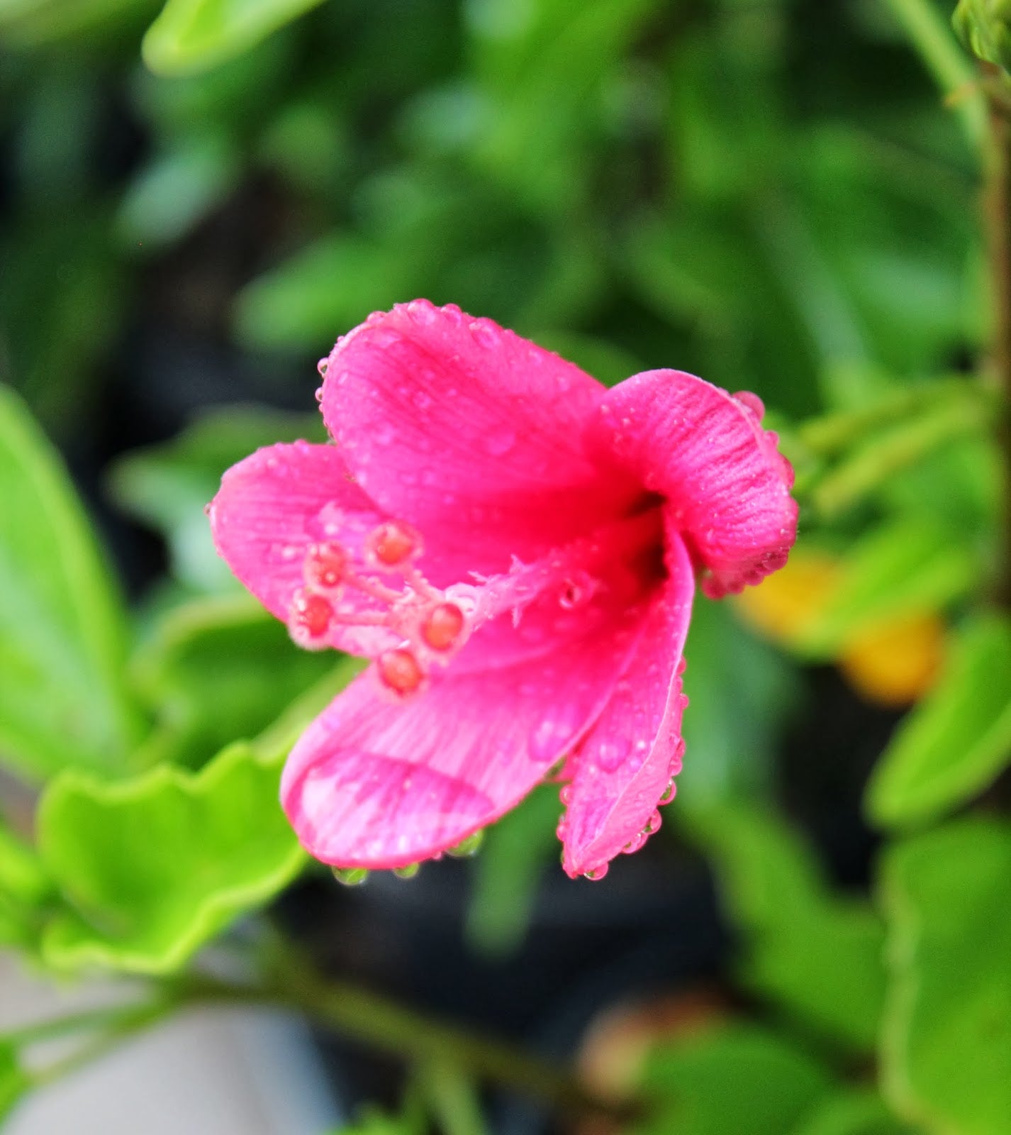 Chinese Hibiscus Tiny Tina (Hibiscus rosa-sinensis)