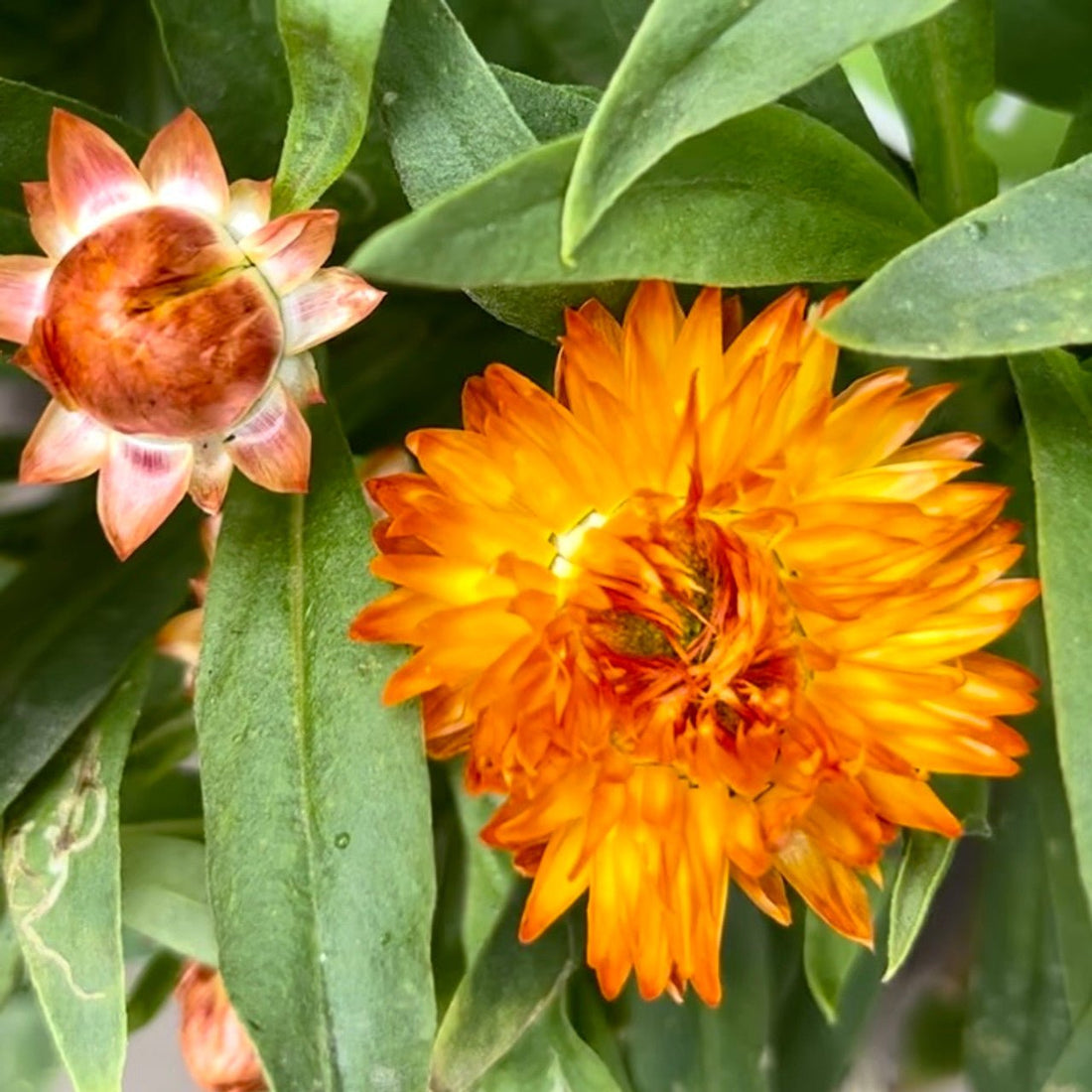 Paper Daisy Mohave Orange (Bracteantha) - Ladybird Nursery