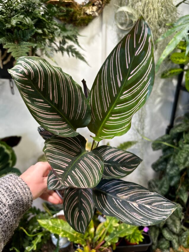 Prayer Plant sanderiana (Calathea ornata)
