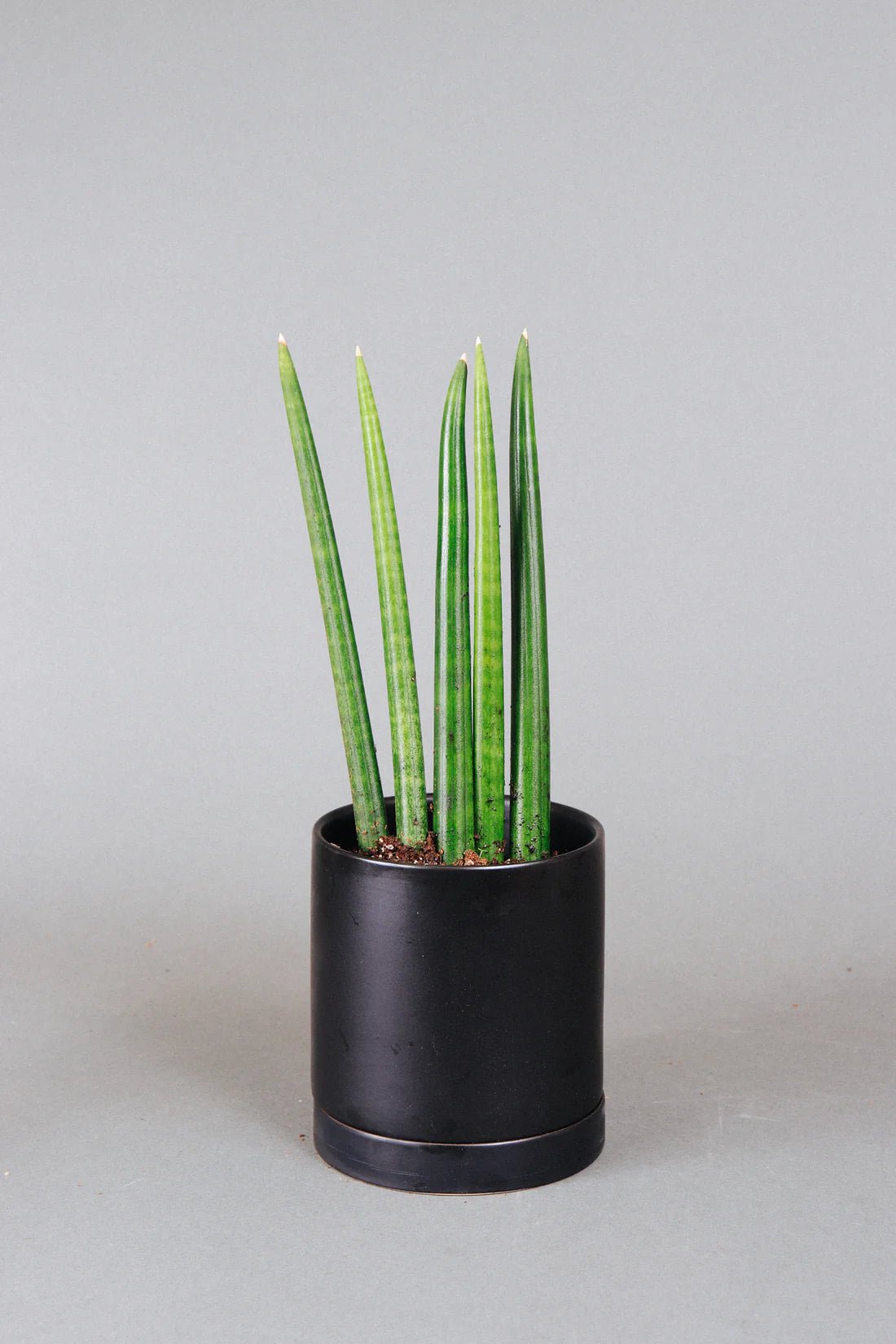 Snake Plant (Sansevieria cylindrica) - Ladybird Nursery