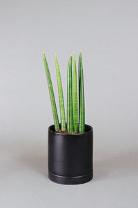 Snake Plant (Sansevieria cylindrica)