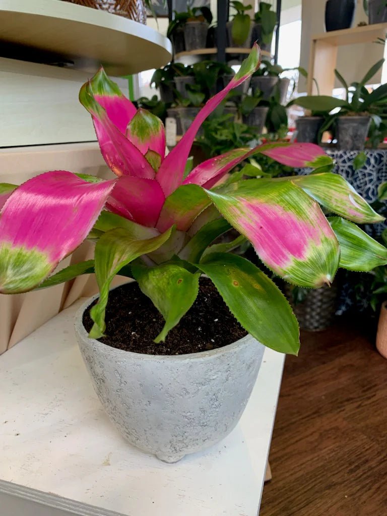 Bromeliad Gwenda (Neoregelia) - Ladybird Nursery