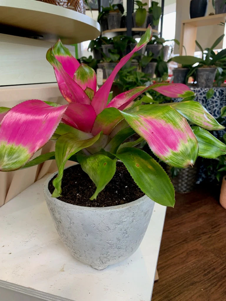 Bromeliad Gwenda (Neoregelia)