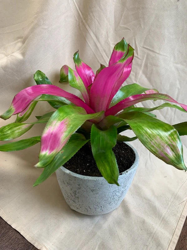 Bromeliad Gwenda (Neoregelia)