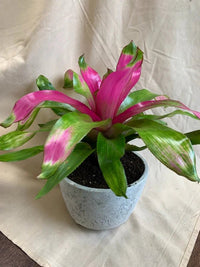 Bromeliad Gwenda (Neoregelia) - Ladybird Nursery