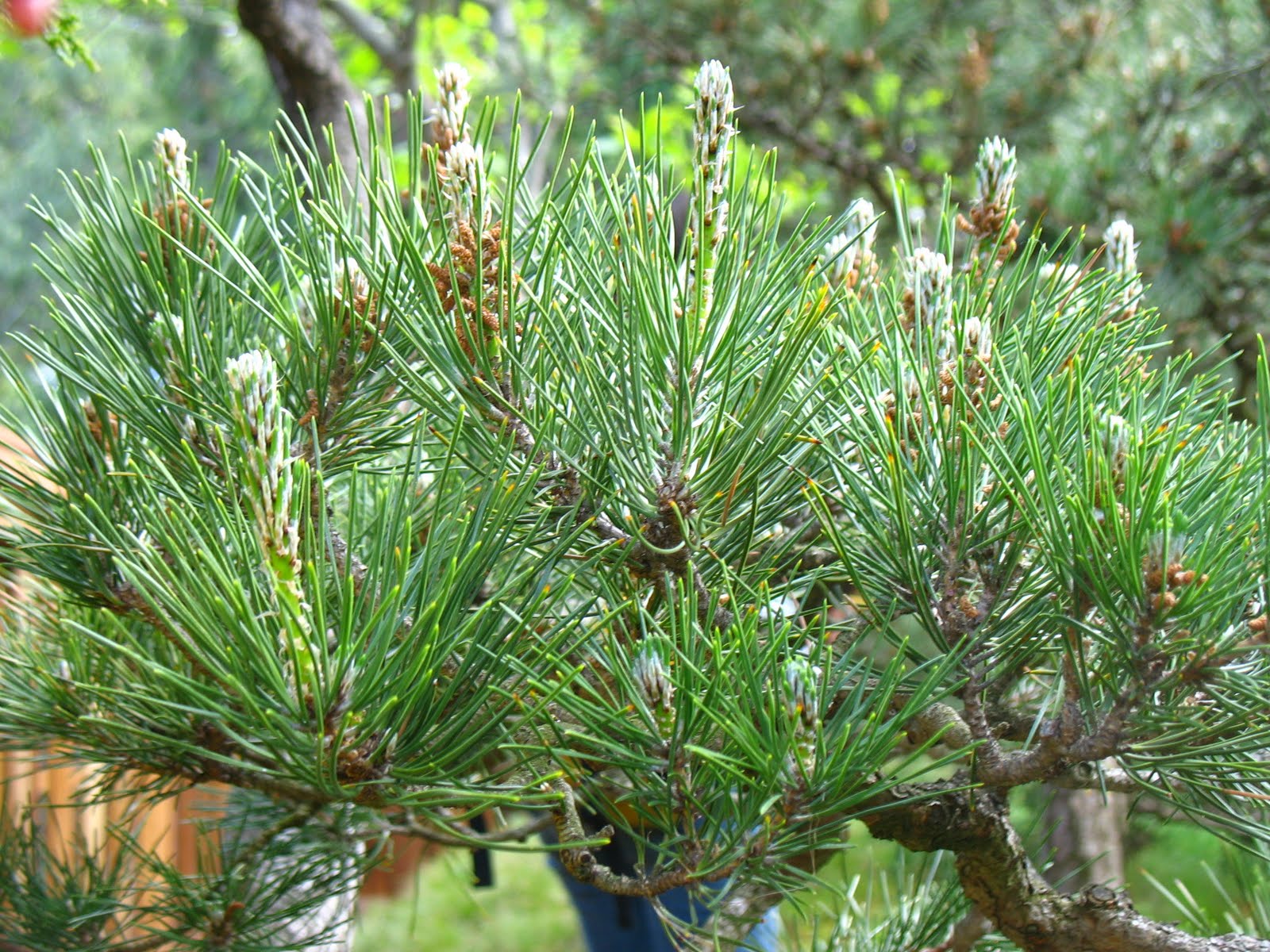 Japanese Black Pine Ogon (Pinus thunbergii)
