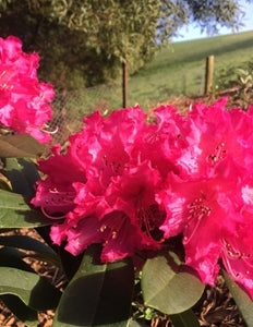Rhododendron Our Gem