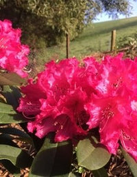 Rhododendron Our Gem - Ladybird Nursery