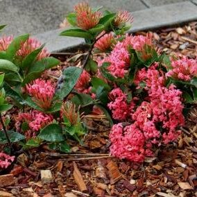 Ixora Pink Malay