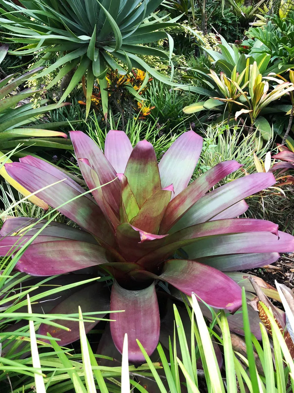 Imperial Bromeliad Divine Plum (Alcantarea imperialis)