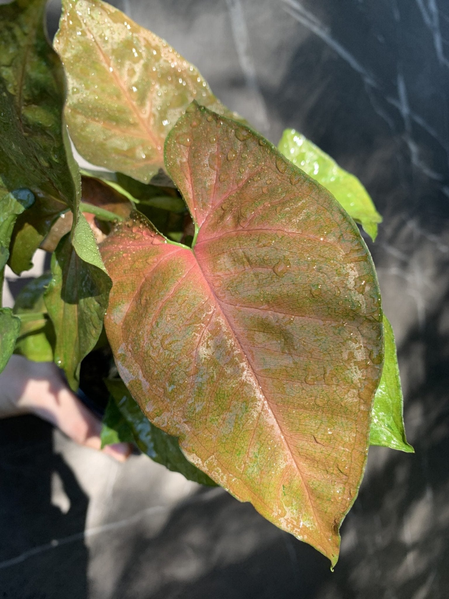 Syngonium Maria - Ladybird Nursery