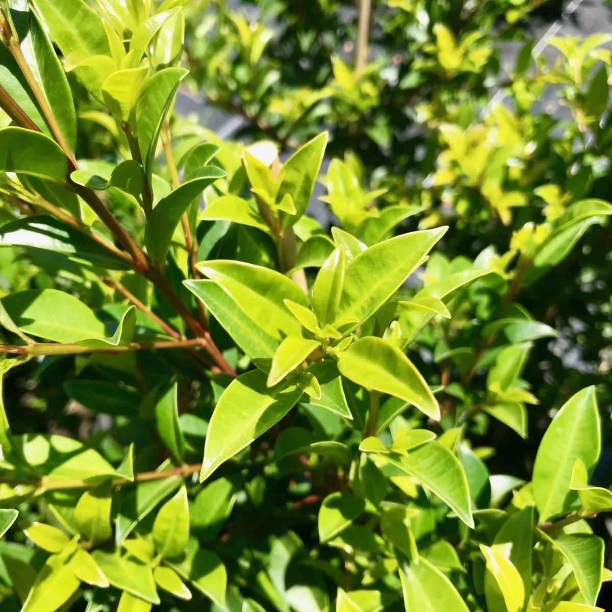 Lilly Pilly Select (Syzygium australe) - Ladybird Nursery