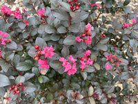 Dwarf Crepe Myrtle 'Pinky Pink - Ladybird Nursery