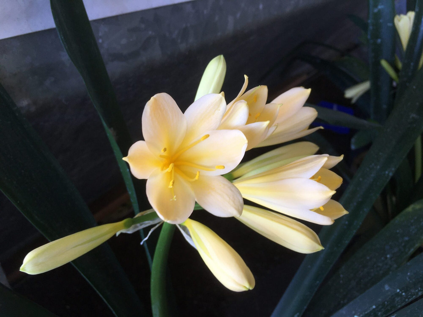 Bush Lily Cream/Yellow (Clivia miniata)